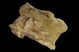 2.9" Dinosaur Braincase Section - Alberta (Disposition #000028-29) - #132029-3